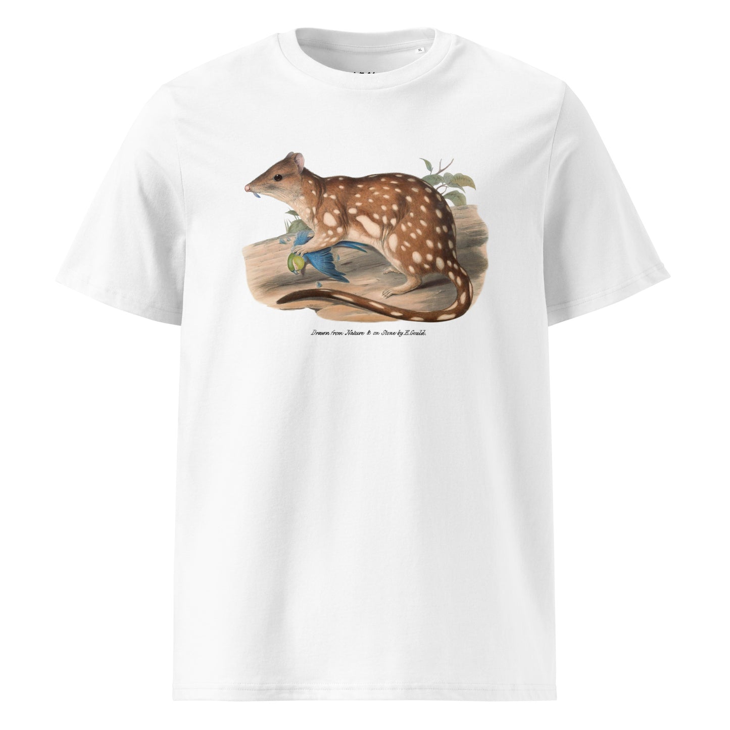 Tiger qoull | Elizabeth Gould ♂♀